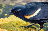Red-winged Blackbird Closeup_48655